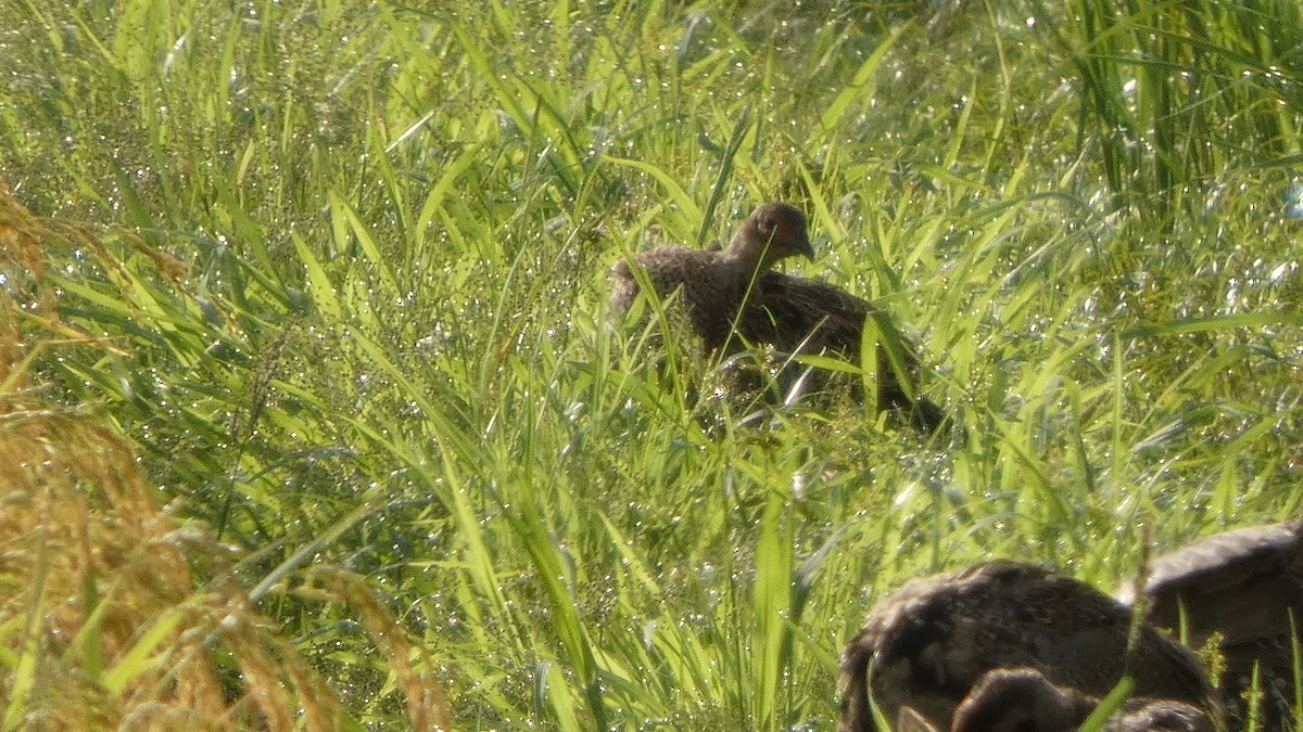 Green Pheasant - ML641278614