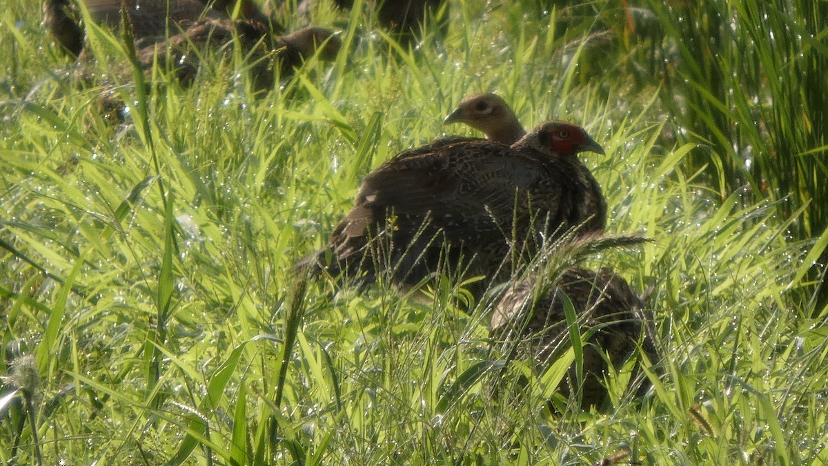 Green Pheasant - ML641278615