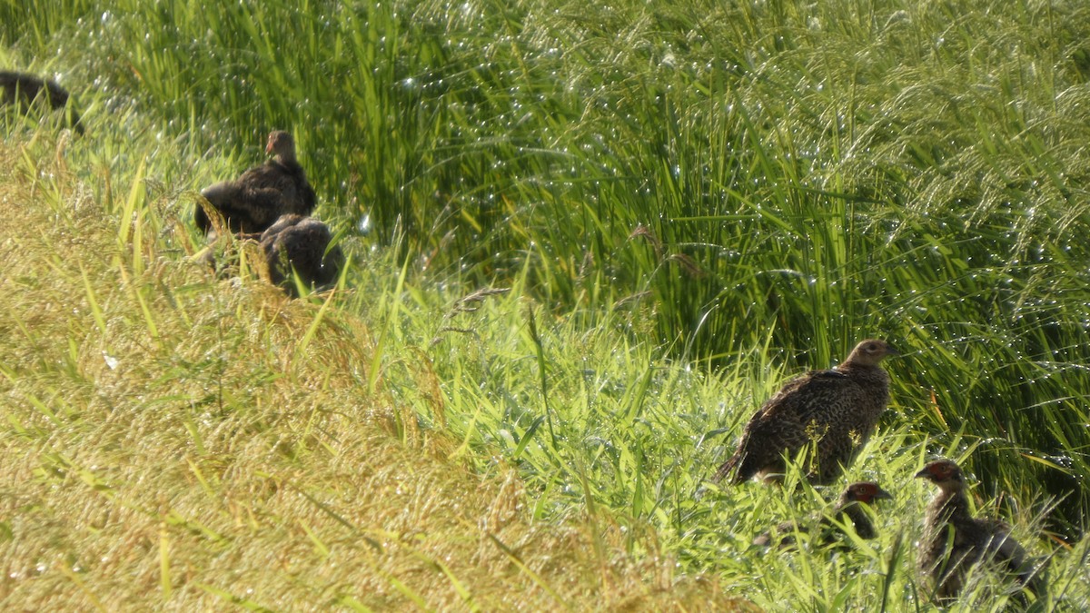 Green Pheasant - ML641278616