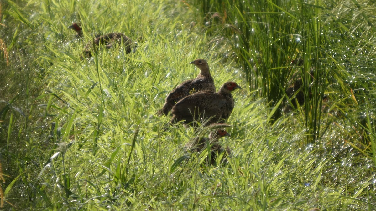 Green Pheasant - ML641278621