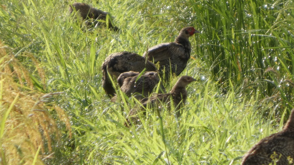 Green Pheasant - ML641278622