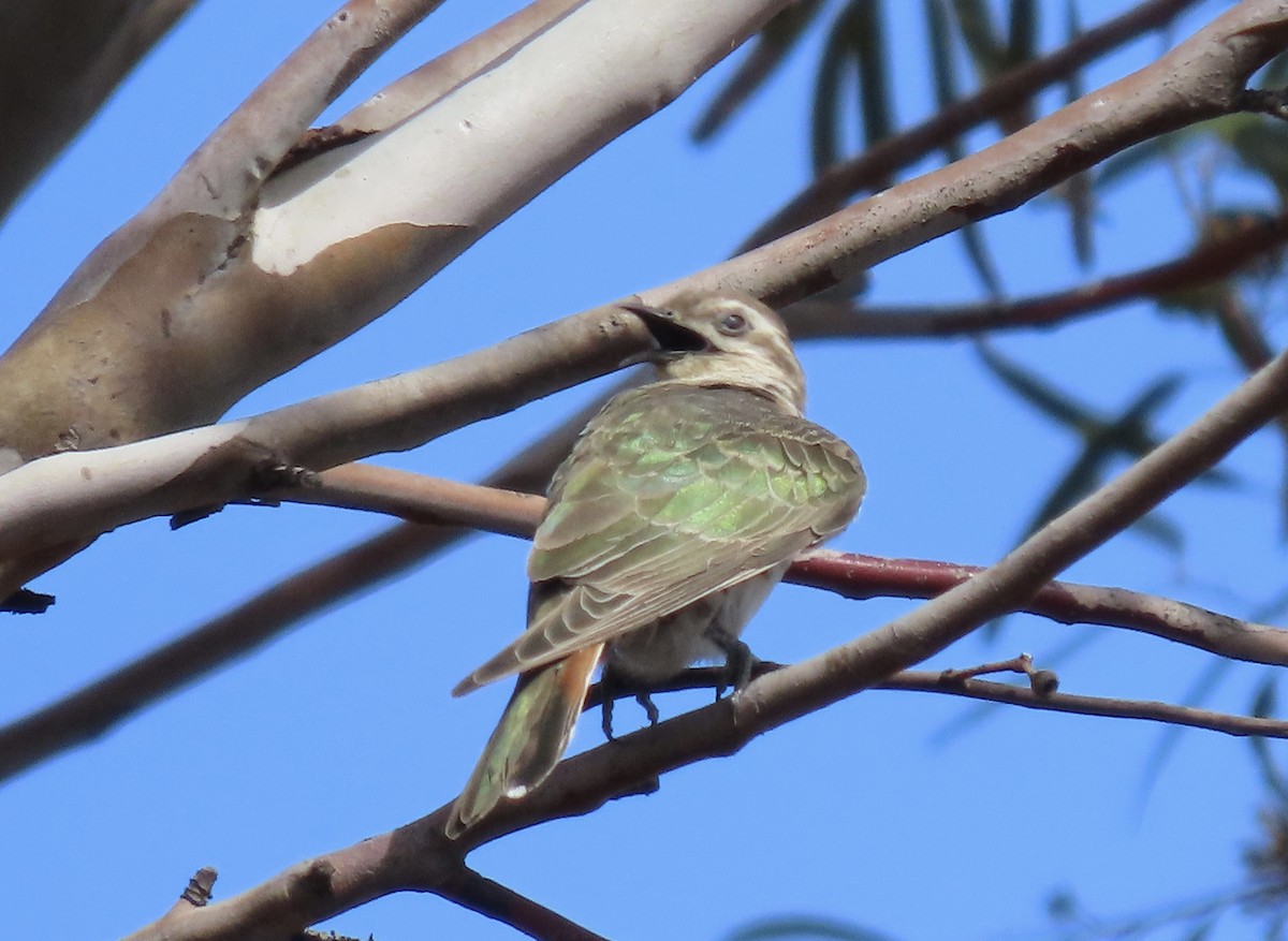 Cuclillo de Horsfield - ML641278629