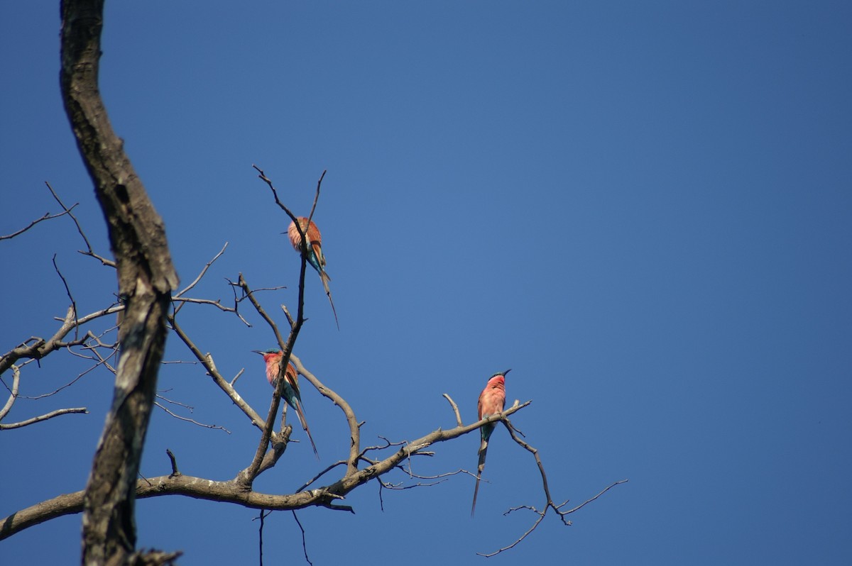 Southern Carmine Bee-eater - ML641278631