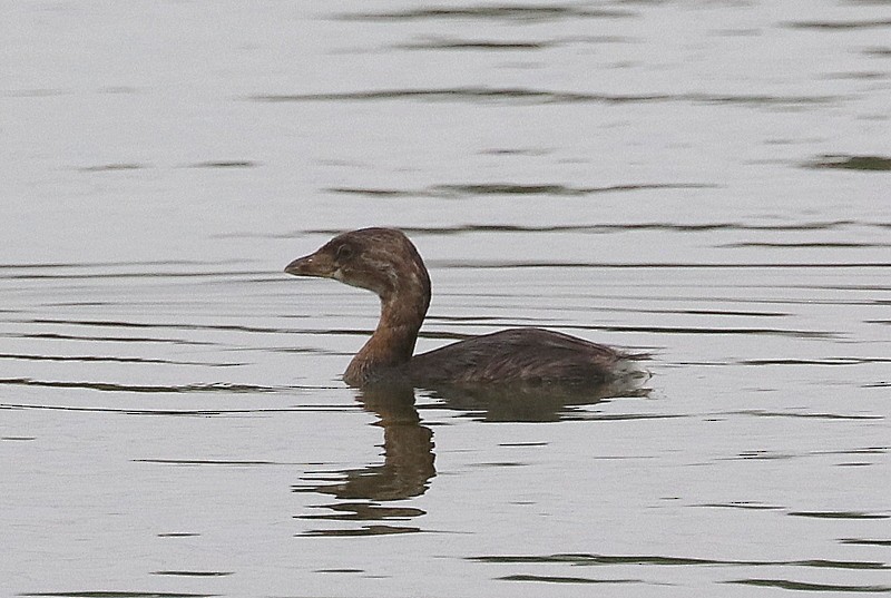 Pied-billed Grebe - ML641278632