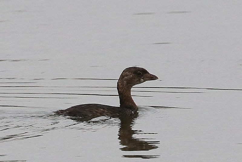 Pied-billed Grebe - ML641278633