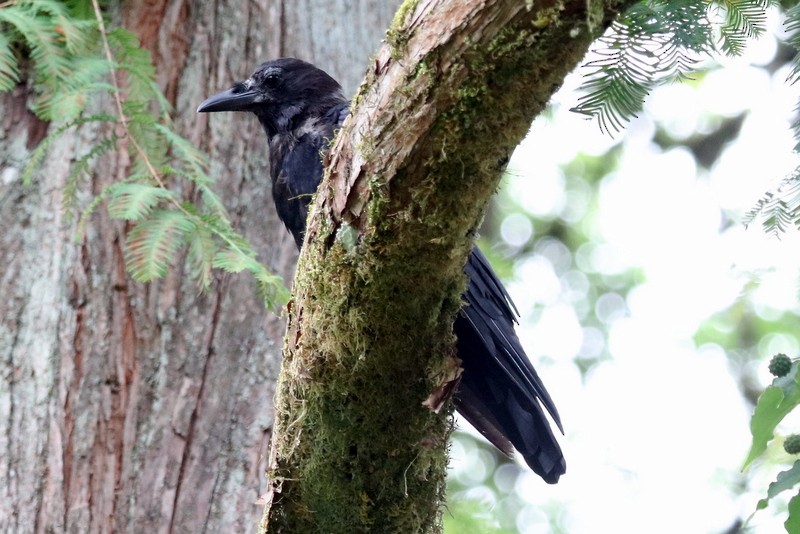 American Crow - ML641278636