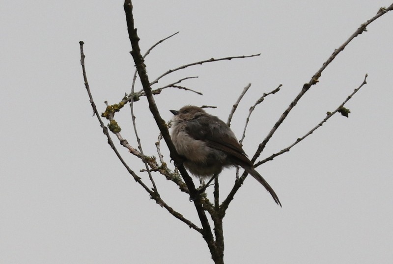 Bushtit - ML641278658