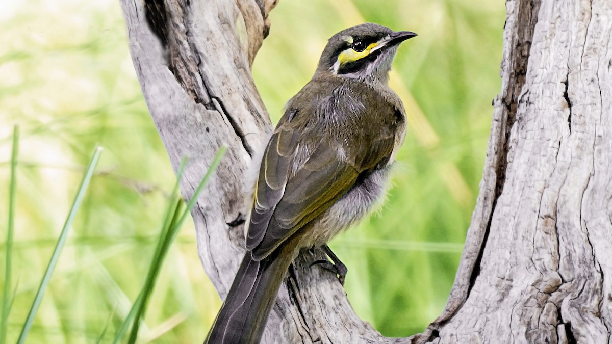 Yellow-faced Honeyeater - ML641278665