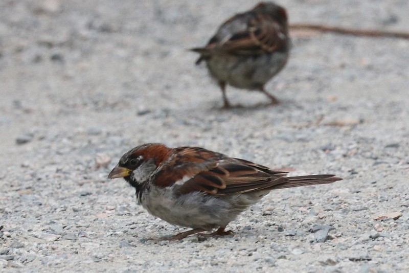 House Sparrow - ML641278668