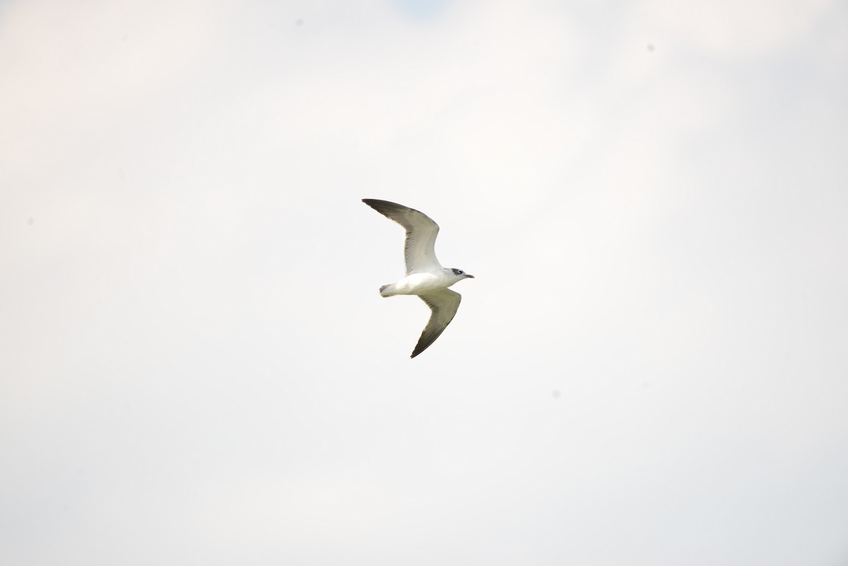 Franklin's Gull - ML641278672