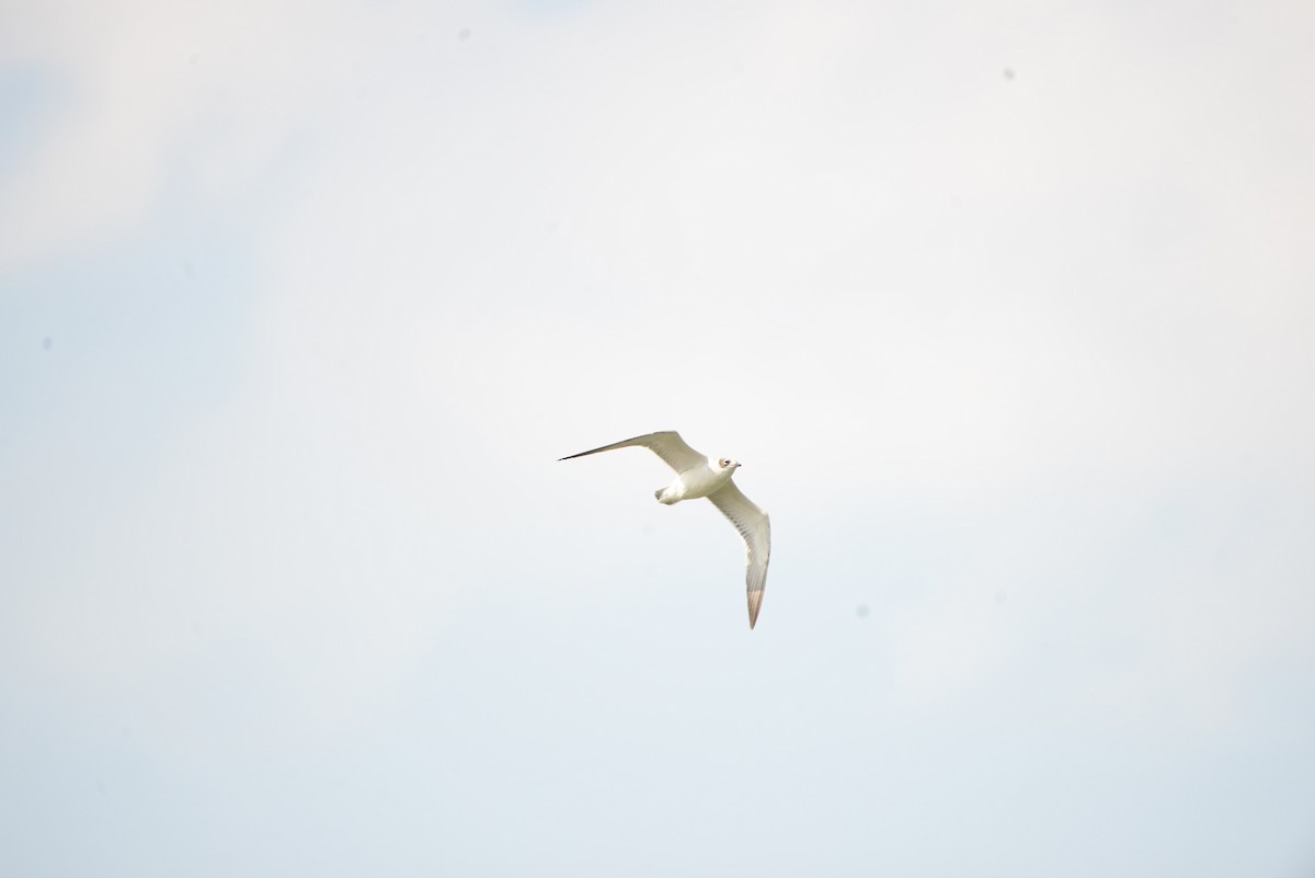 Franklin's Gull - ML641278673