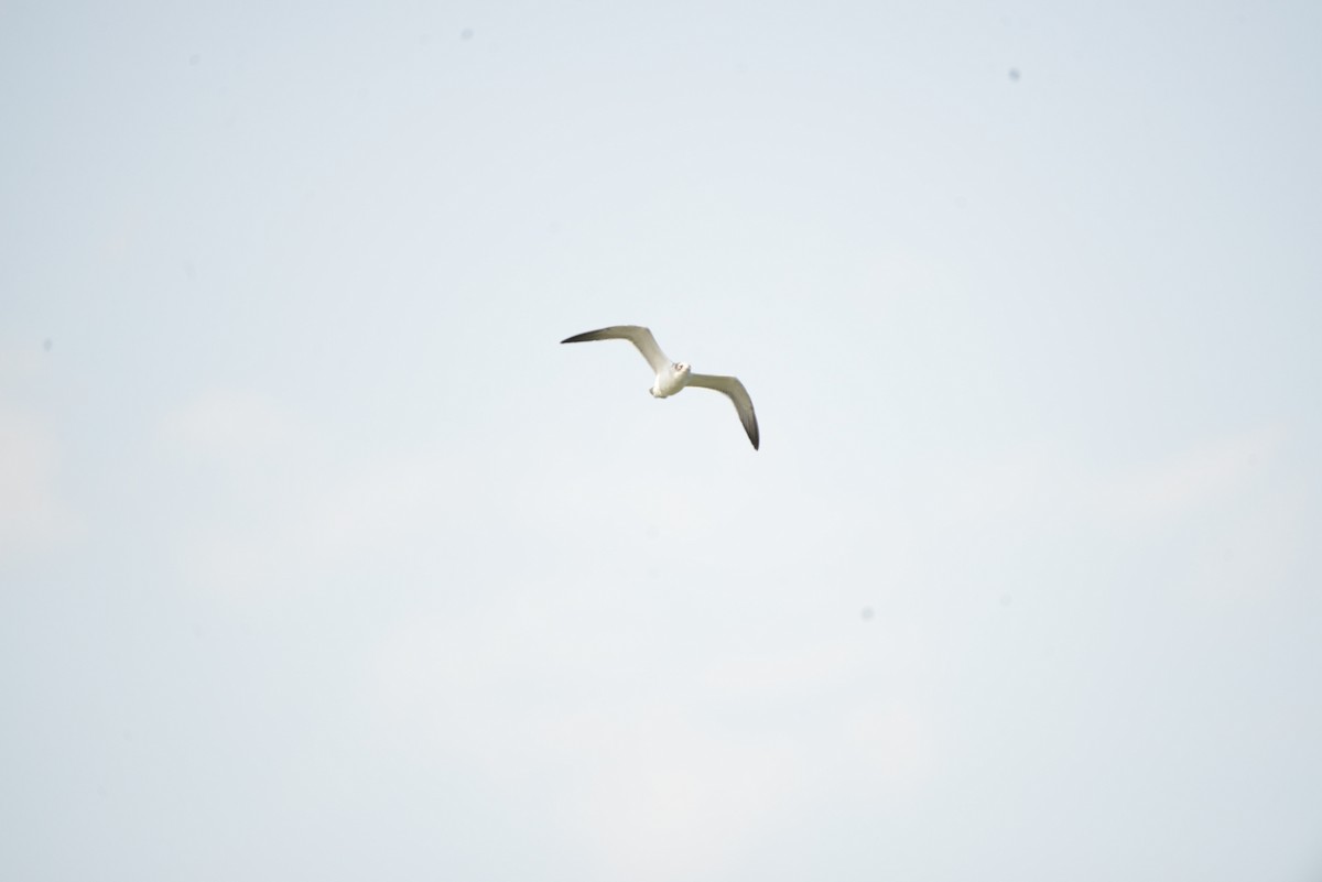 Franklin's Gull - ML641278674