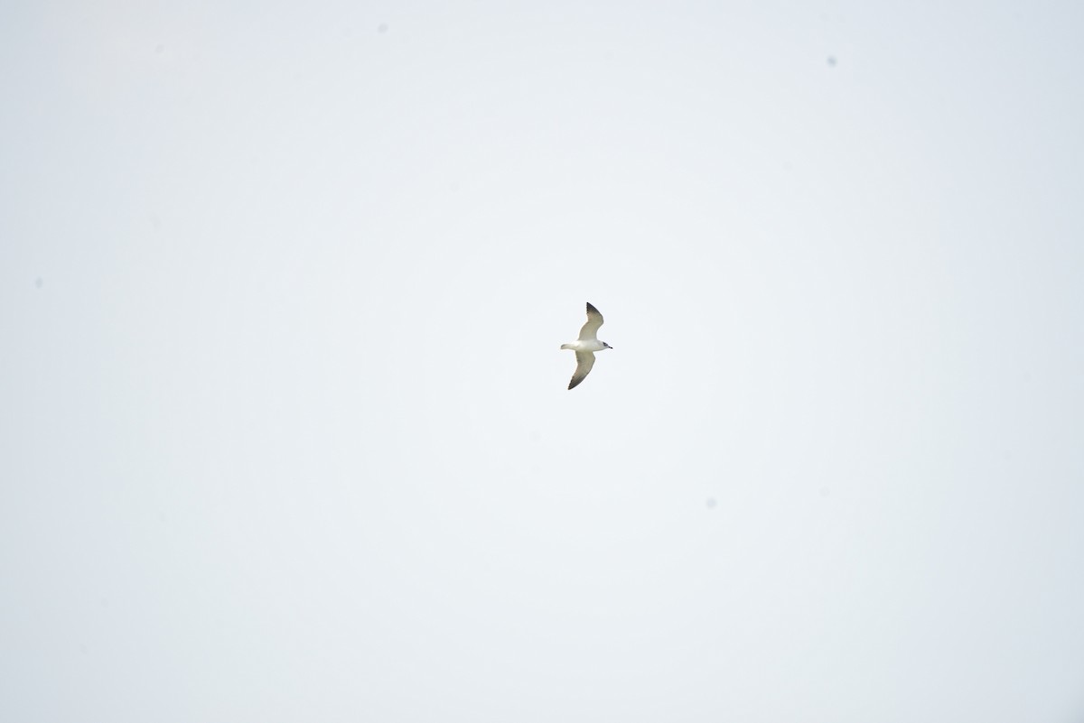 Franklin's Gull - ML641278675