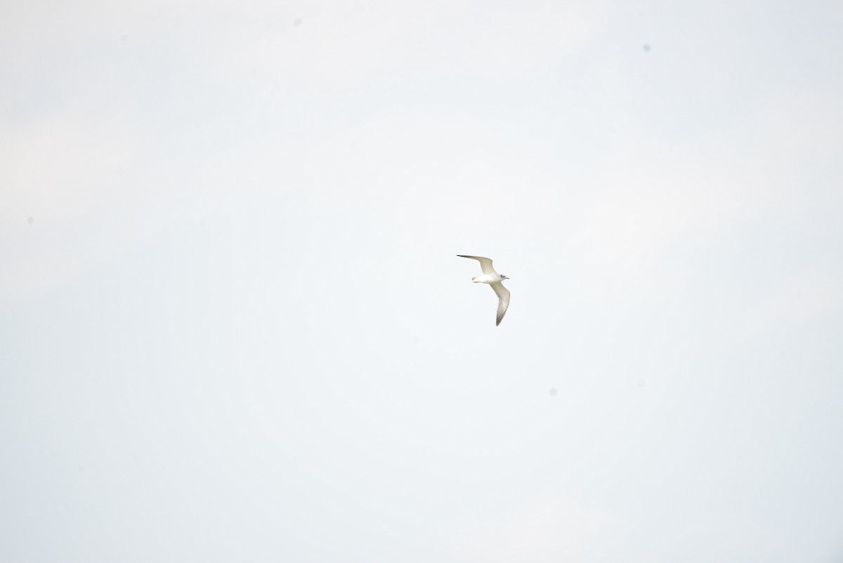 Franklin's Gull - ML641278676