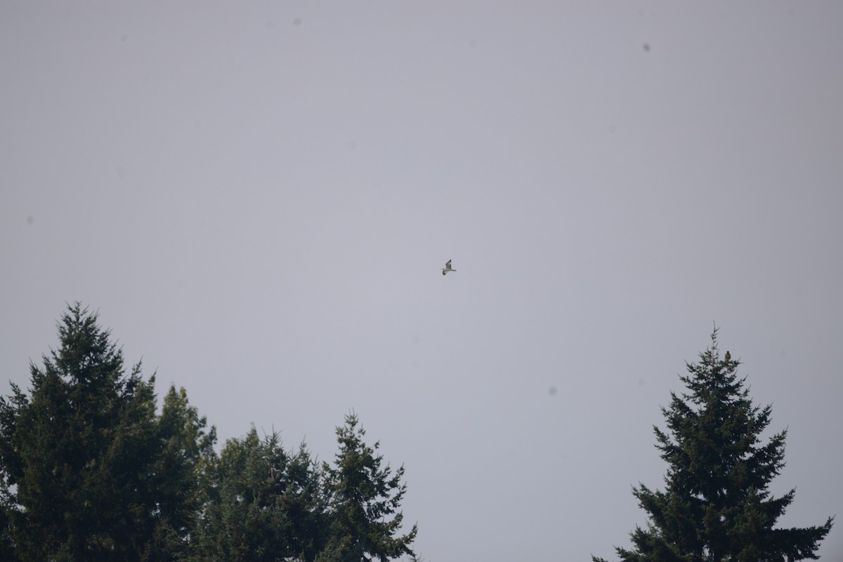 Franklin's Gull - ML641278677