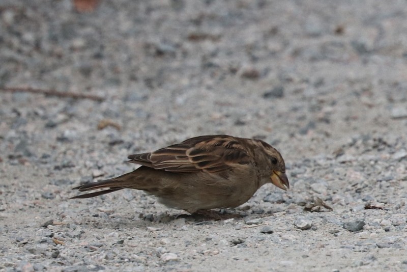 House Sparrow - ML641278684