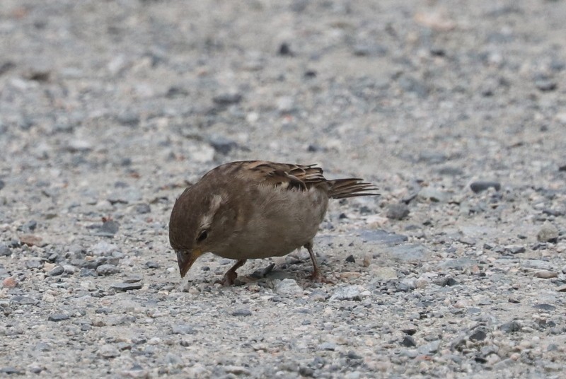 House Sparrow - ML641278685