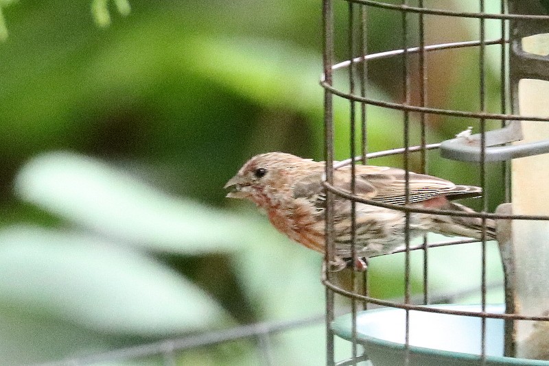House Finch - ML641278692