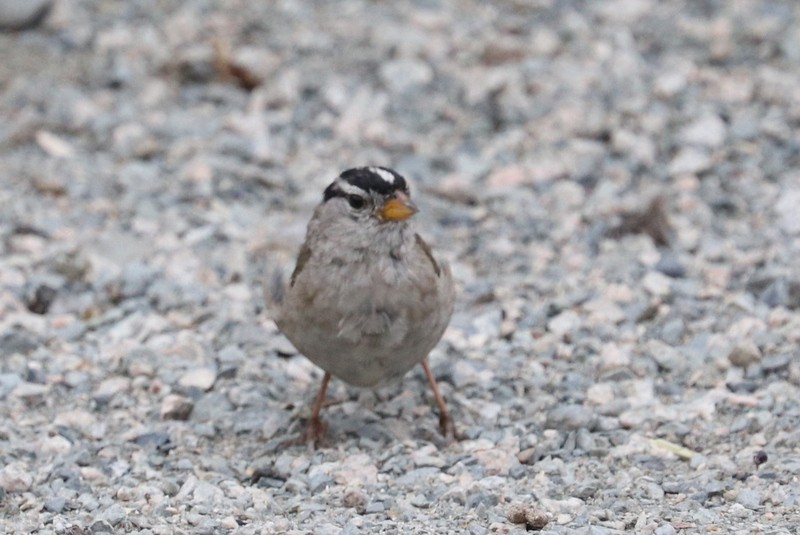 White-crowned Sparrow - ML641278700
