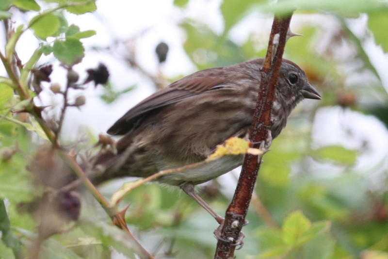 Song Sparrow - ML641278709