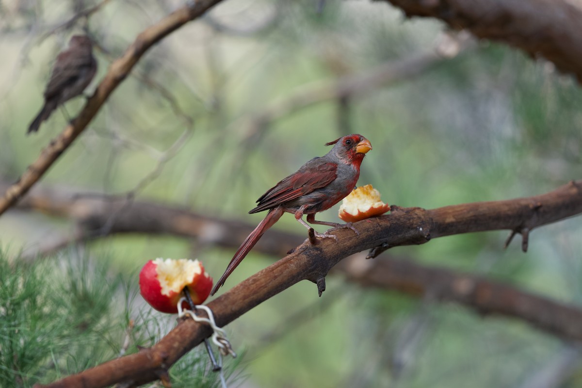 Pyrrhuloxia - ML641278720