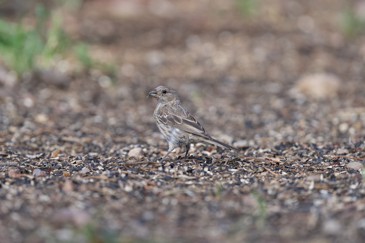 House Finch - ML641278722