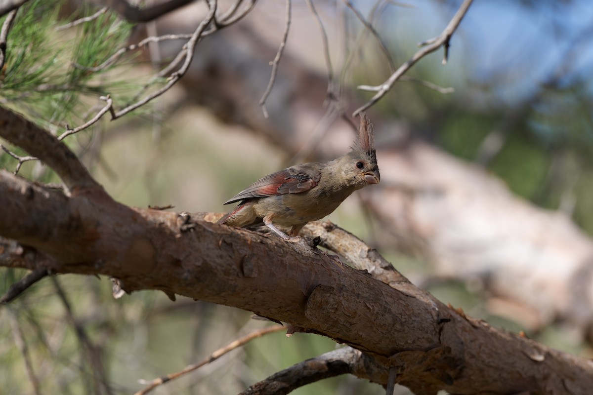 Pyrrhuloxia - ML641278723