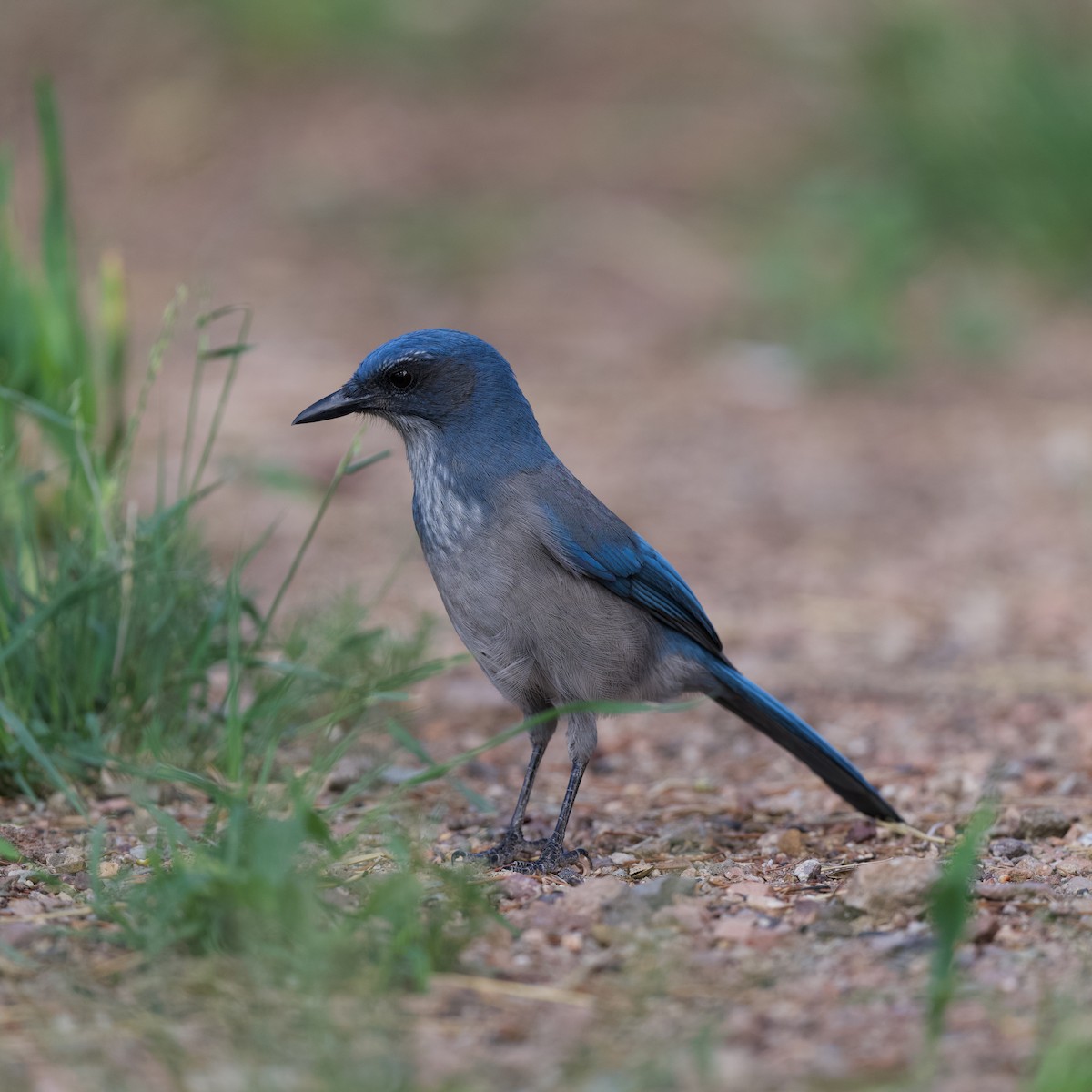 Woodhouse's Scrub-Jay - ML641278725