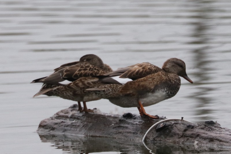 Gadwall - ML641278729