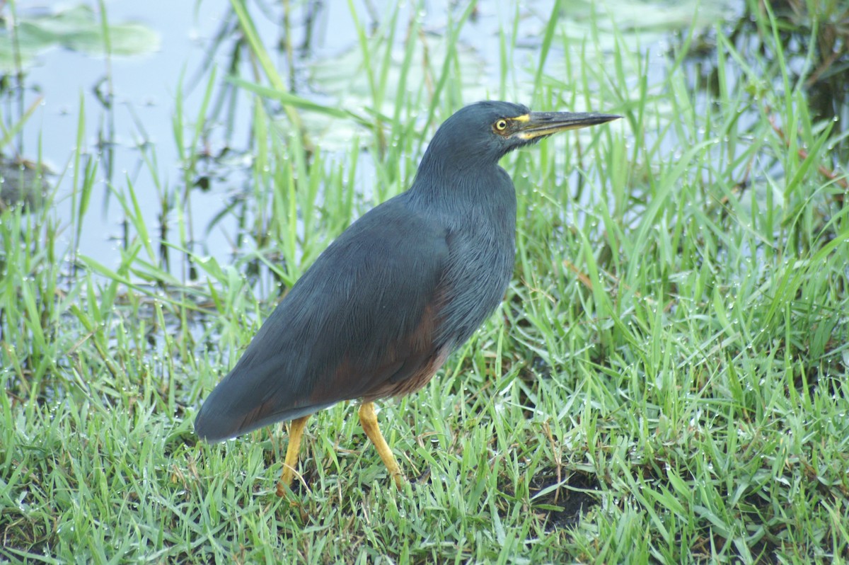 Rufous-bellied Heron - ML641278735