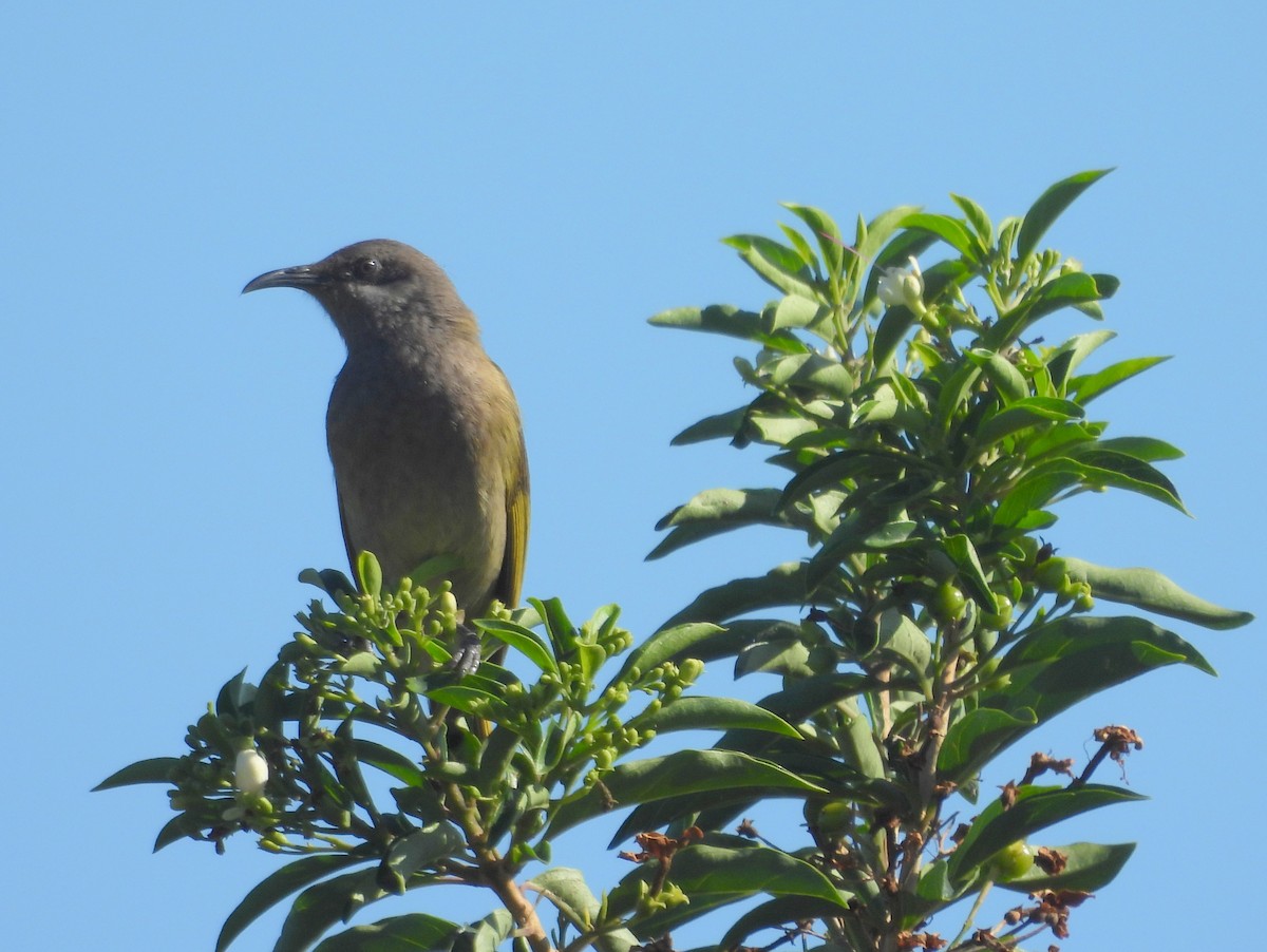Dark-brown Honeyeater - ML641278743