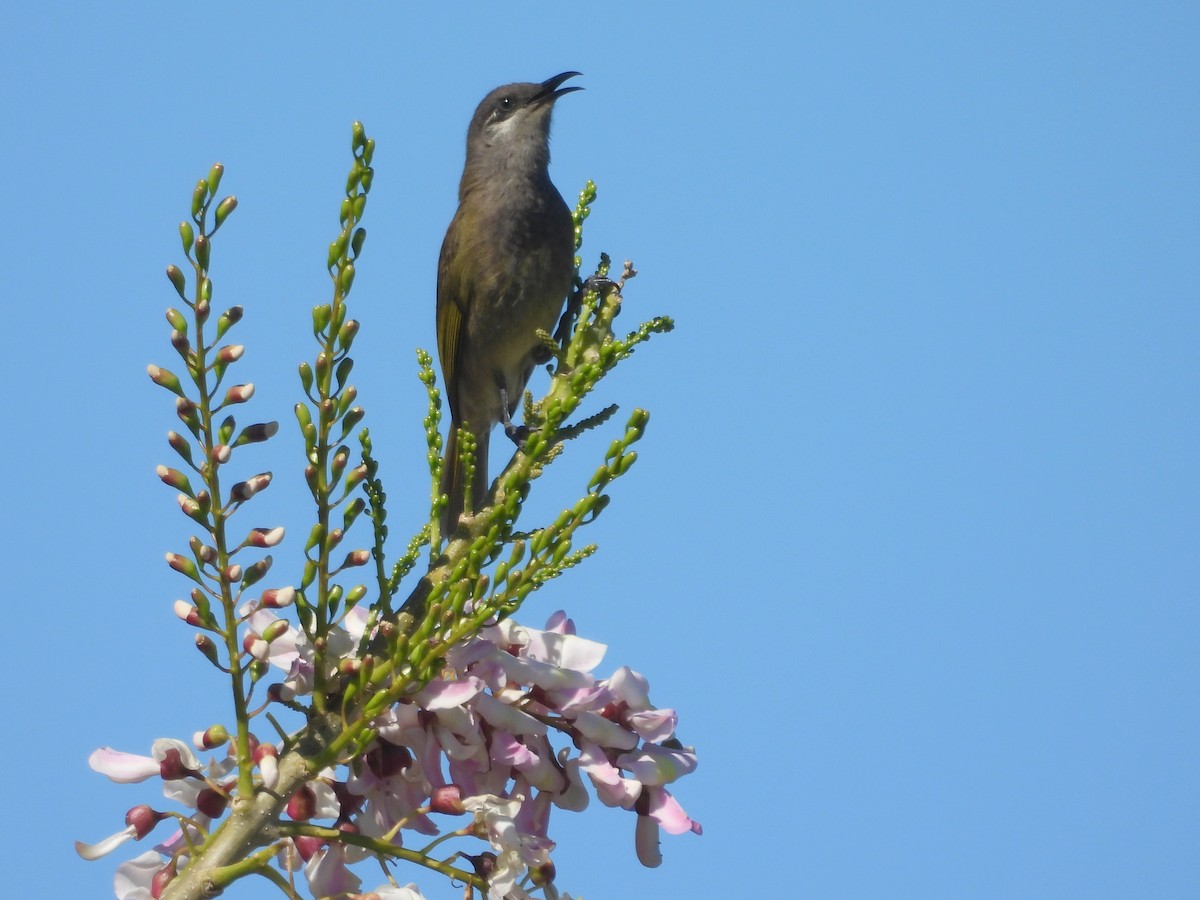 Dark-brown Honeyeater - ML641278744