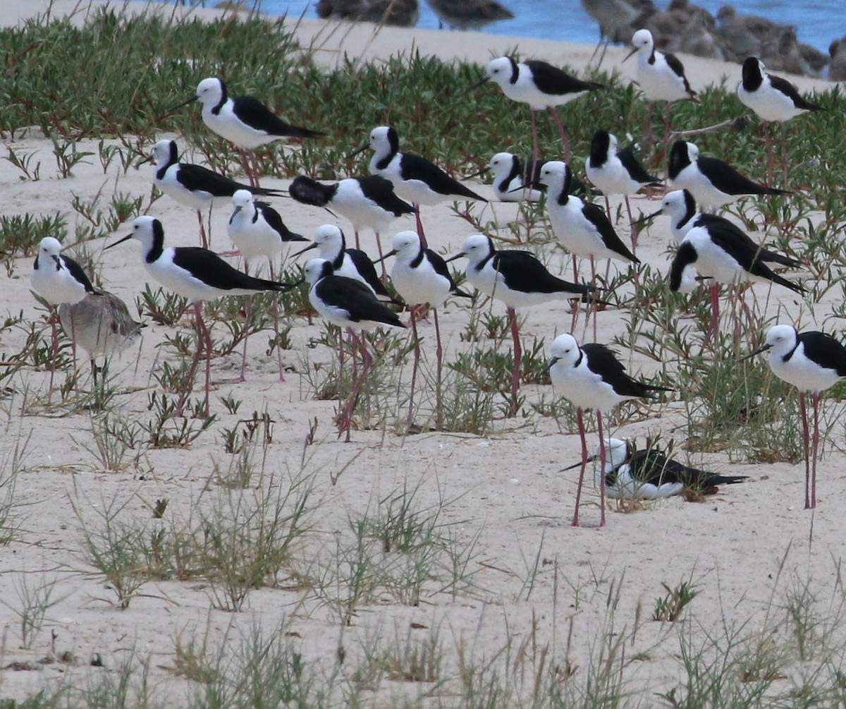 Pied Stilt - ML641278746