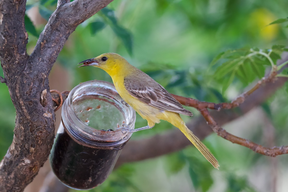 Hooded Oriole - ML641278747