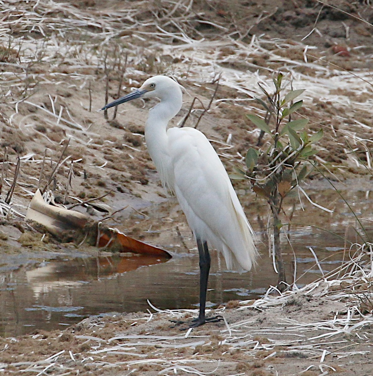 Little Egret (Australasian) - ML641278756