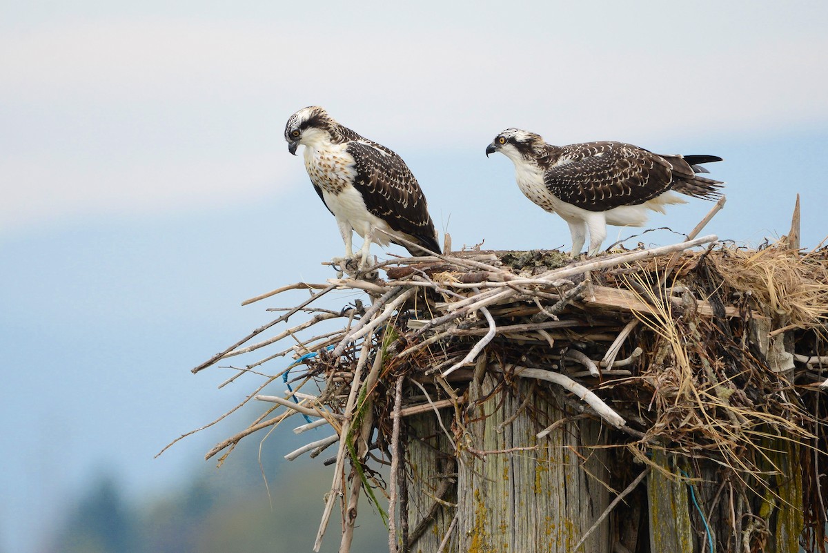 Скопа західна (підвид carolinensis) - ML641278769