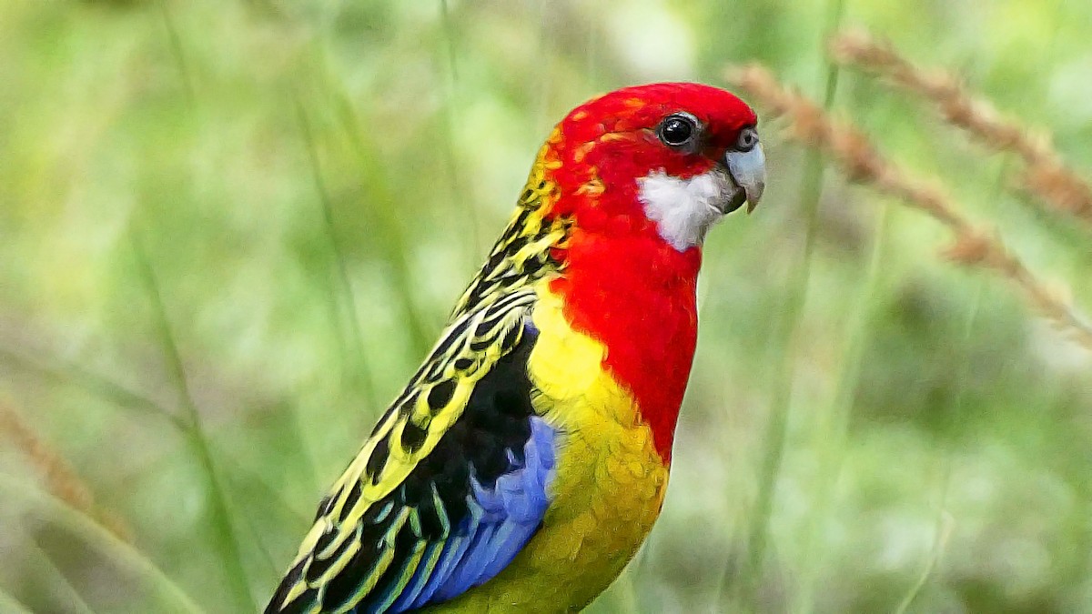 ナナクサインコ - ML641278850