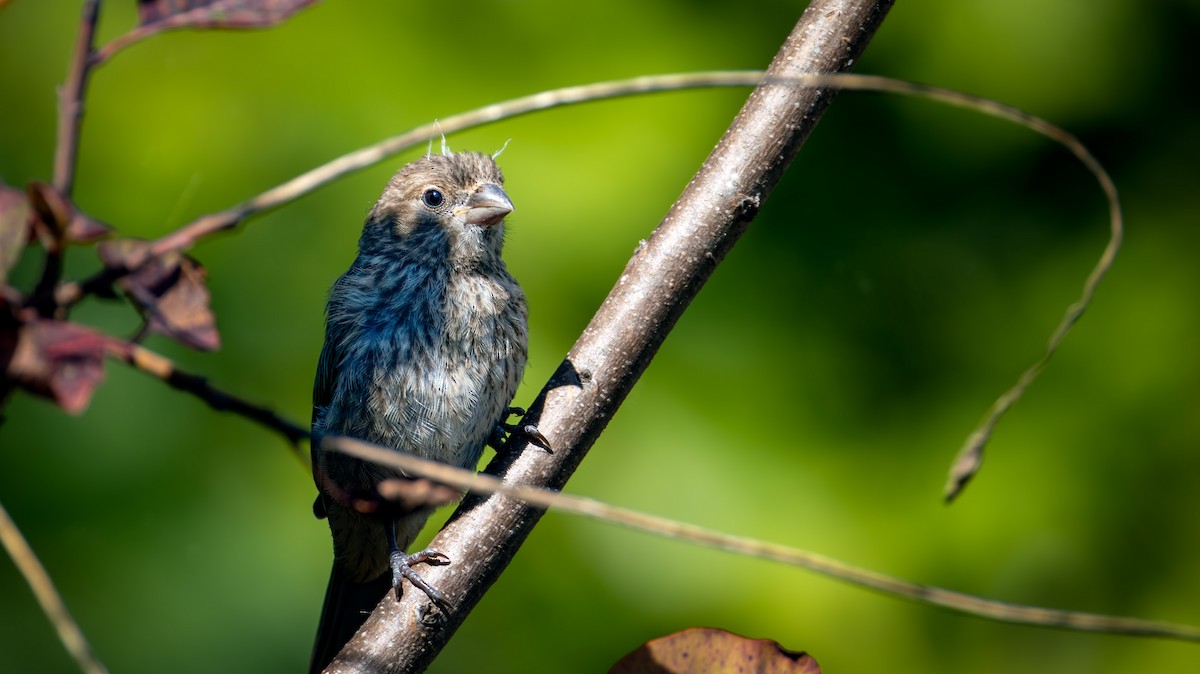 House Finch - ML641278857