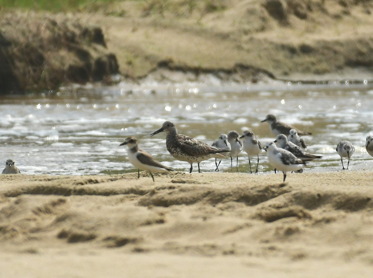sibirsnipe - ML641278862