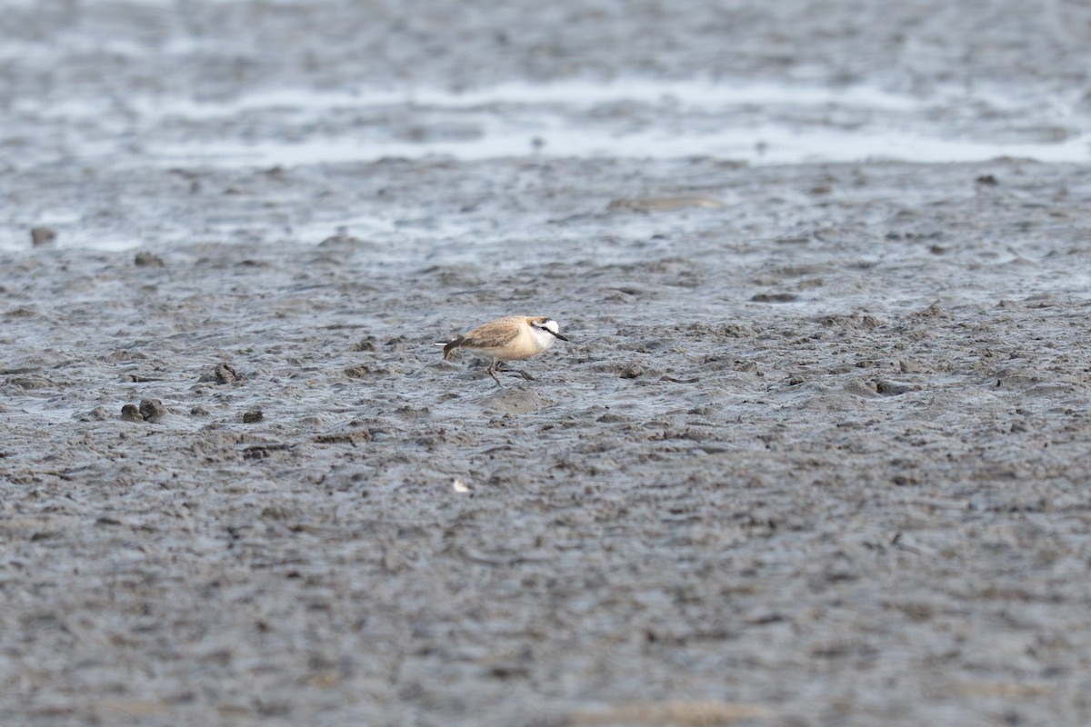 White-fronted Plover - ML641278885