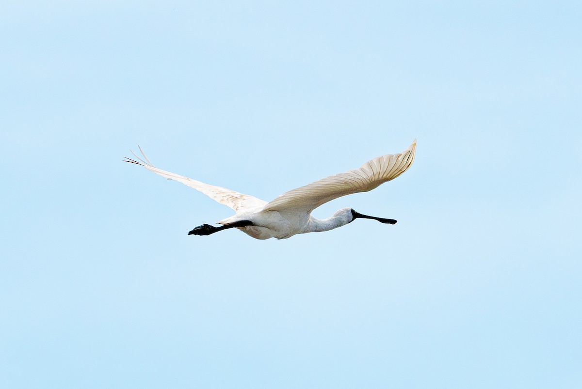 黑面琵鷺 - ML641278897