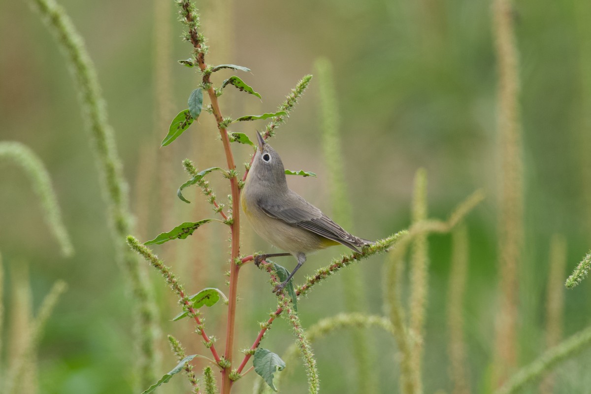 Virginia's Warbler - ML641278911
