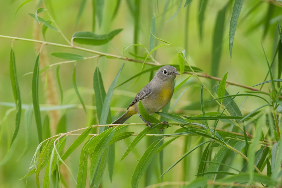 Virginia's Warbler - ML641278913