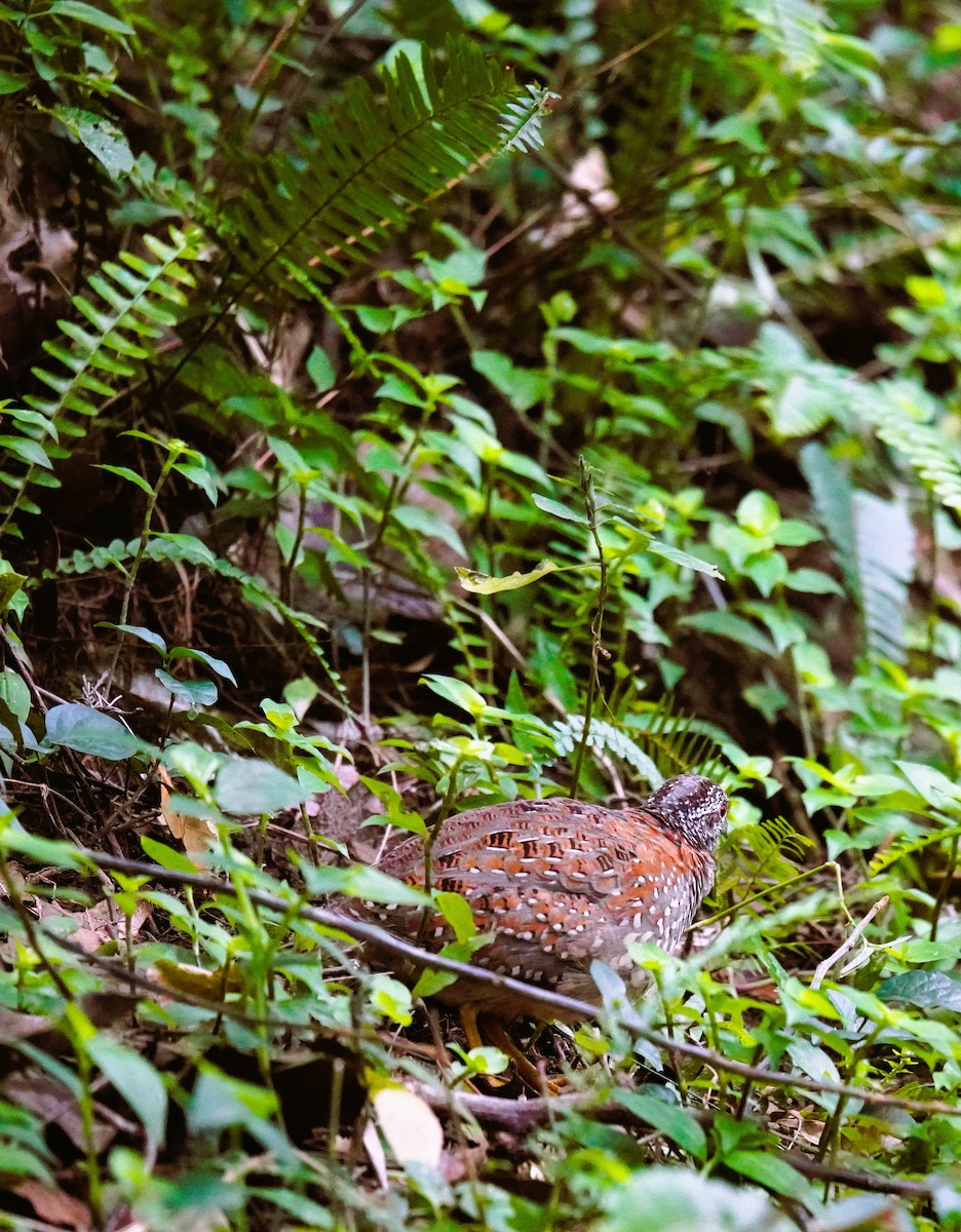 perepel rudooký - ML641278946