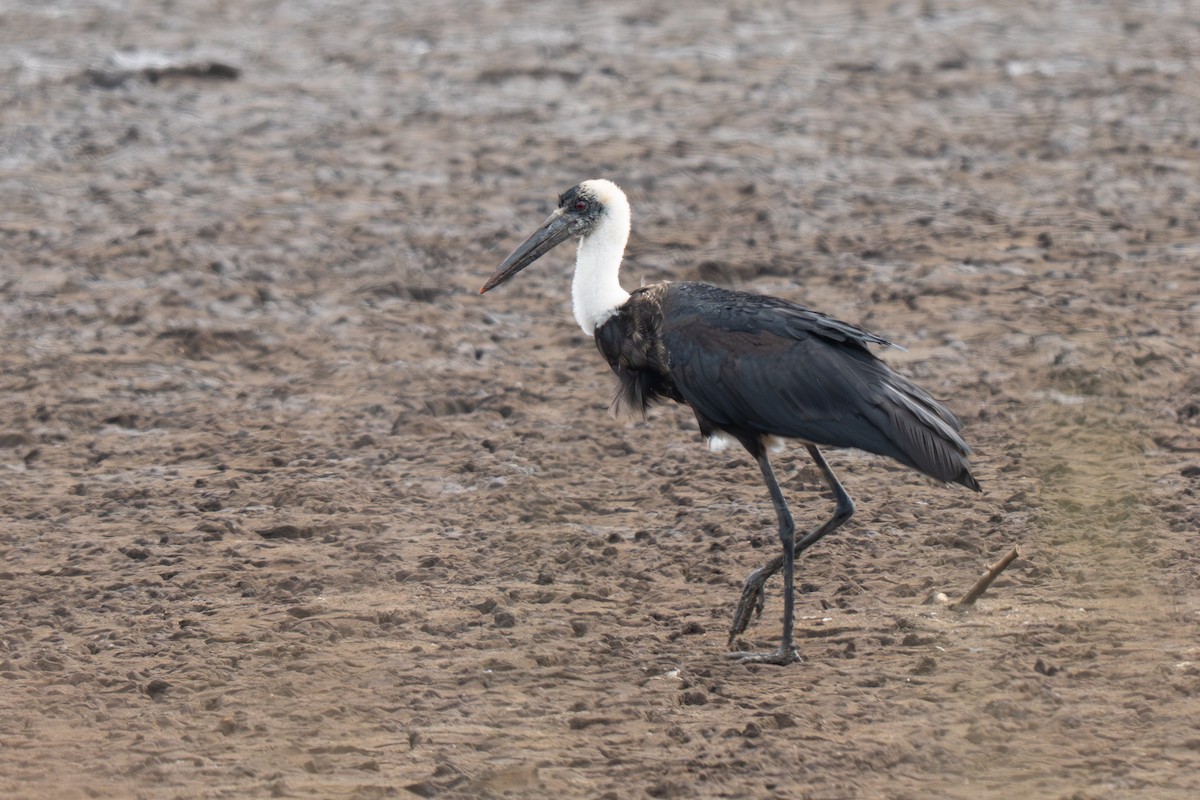 African Woolly-necked Stork - ML641278948