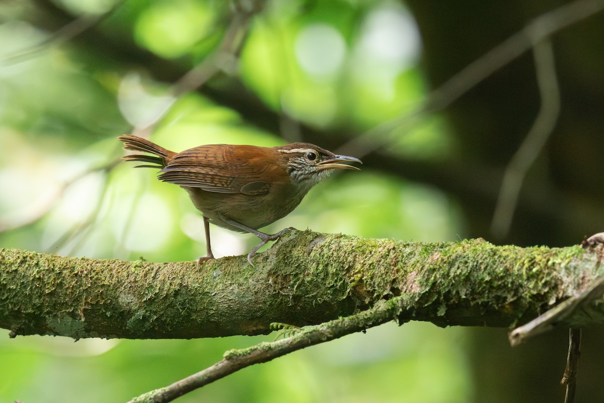 Rufous-and-white Wren - ML641278964