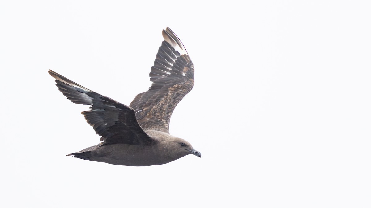 South Polar Skua - ML641278966