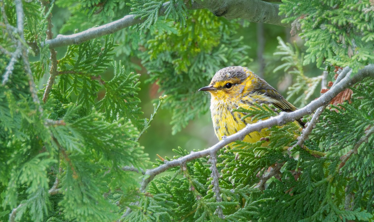 Cape May Warbler - ML641279015