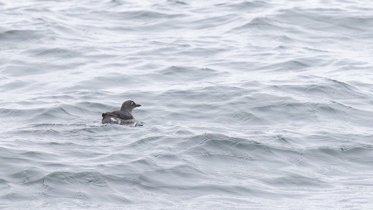 Cassin's Auklet - ML641279016