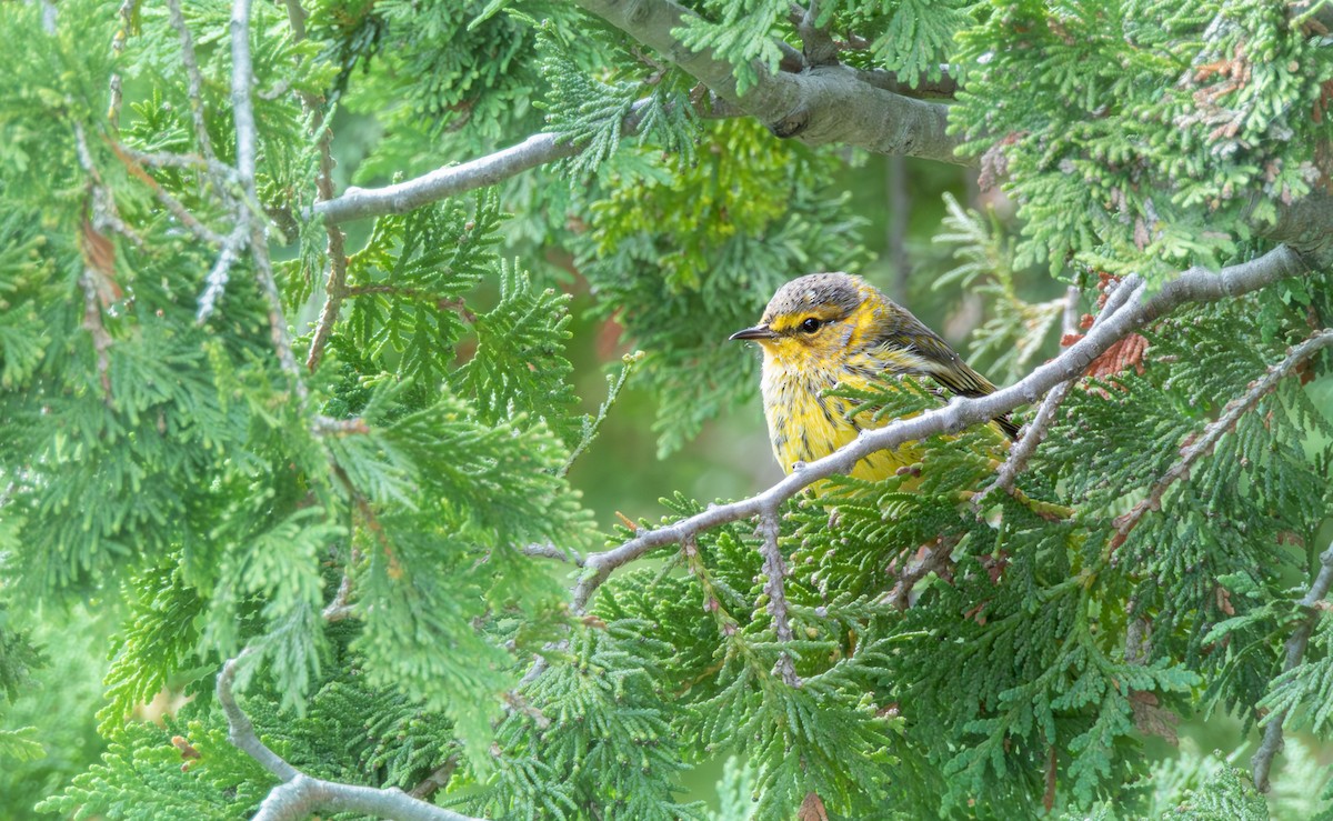 Cape May Warbler - ML641279018